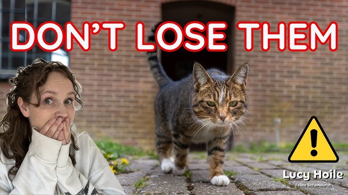 Why Cats Rule Our Homes (And We Let Them)